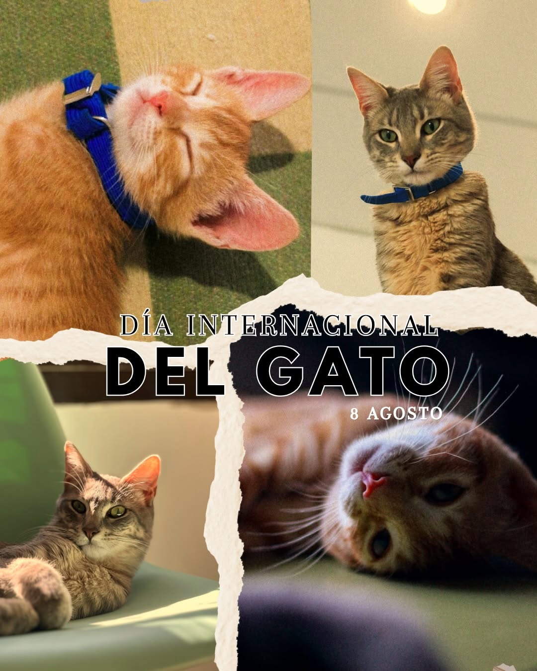 🐱🤍 Si vivís con pelos en la ropa, despertás con un ronroneo al lado tuyo y aprendiste que una caja vale más que cualqu...