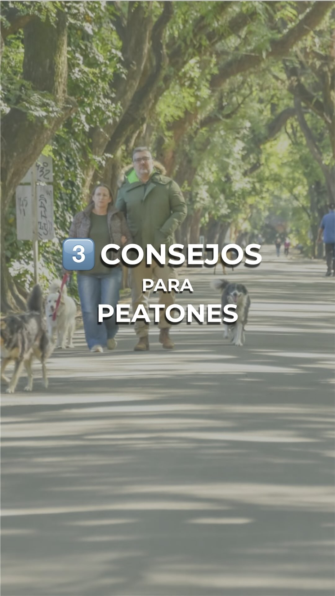 🚸¡Caminá con seguridad! 

🤝En el Día Mundial del Peatón queremos recordarte que la seguridad vial la construimos entre...